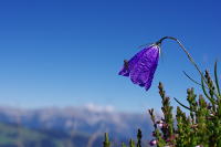 Bergblume in Österreich